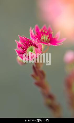 Selektive Fokusaufnahme von rosa Blüten von Sempervivum tectorum Stockfoto