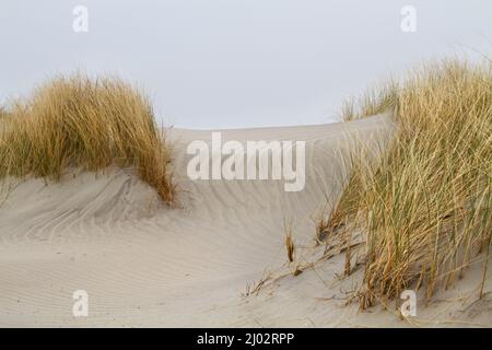 Dünen, die mit Marram-Gras angebaut werden, kräuseln im Sand Stockfoto