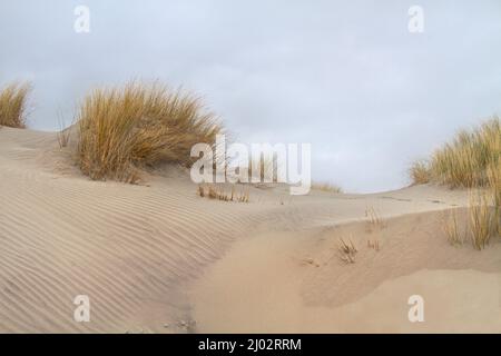 Dünen, die mit Marram-Gras angebaut werden, kräuseln im Sand Stockfoto