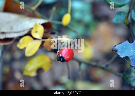 Wunderschöne Herbstlandschaft. Trockene, gelb-grüne Blätter an Zweigen von Rosensträuchern, die im heimischen Garten wachsen. Stockfoto