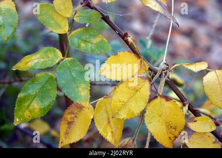 Wunderschöne Herbstlandschaft. Trockene, gelb-grüne Blätter an Zweigen von Rosensträuchern, die im heimischen Garten wachsen. Stockfoto