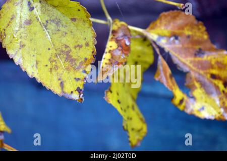 Wunderschöne Herbstlandschaft. Trockene, gelb-grüne Blätter an Zweigen von Rosensträuchern, die im heimischen Garten wachsen. Stockfoto