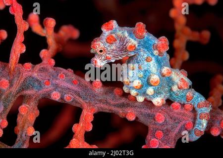 Pygmy Seepferdchen (Hippocampus Bargibanti) auf seafan (Muricella paraplectana), Port Moresby, Papua Neu Guinea Stockfoto