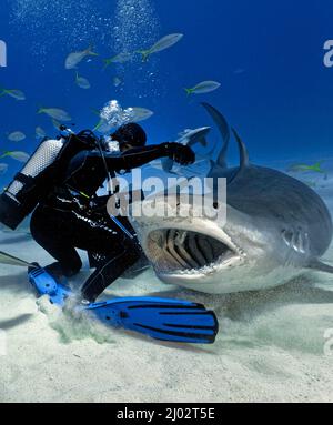 Haifütterung, Taucher füttert einen Tiger-Hai (Galeocerdo cuvier), Bahamas, Karibik, Atlantik Stockfoto