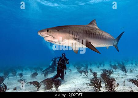 Taucher fotografieren einen Tellerhai (Galeocerdo cuvier), Bahamas, Karibik, Atlantik Stockfoto