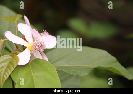 Annatto, Lippenstift-Baum, Urucum (Bixa orellana), Blumen, Indien, Odisha Stockfoto