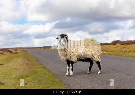 Nahaufnahme eines feinen Swaledale-Mutterschafs im frühen Frühling, stand auf der eingleisigen Straße, die Spaunton Moor im North Yorkshire Moors National Par überquerte Stockfoto