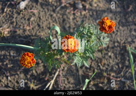 Natur, schöne Blumen, orange rote Ringelblumen, die im Sand wachsen und von Sonnenlicht beleuchtet werden. Stockfoto