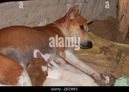 Welpen trinken Milch von ihrer Mutter. Stockfoto