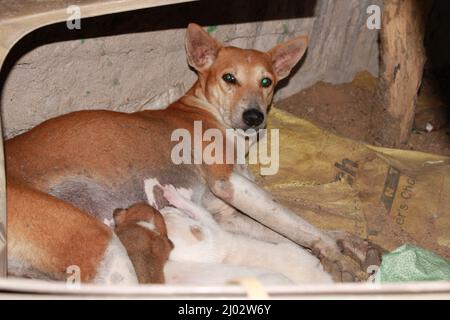 Welpen trinken Milch von ihrer Mutter. Stockfoto