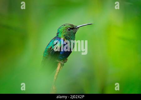 Gabelschwanznymphe, Thalurania furcata, Kolibri aus der Familie der Trochilidae. Blaugrüner Vogel, der auf dem Ast in dunkeltropischer Front sitzt Stockfoto