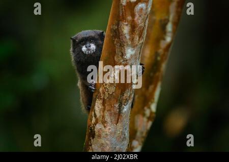 Tamarin-Affen aus dem Sumaco-Nationalpark in Ecuador. Wildlife-Szene aus der Natur. Tamarin sitzt auf dem Baumzweig im tropischen Dschungel f Stockfoto