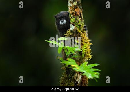 Tamarin-Affen aus dem Sumaco-Nationalpark in Ecuador. Wildlife-Szene aus der Natur. Tamarin sitzt auf dem Baumzweig im tropischen Dschungel f Stockfoto