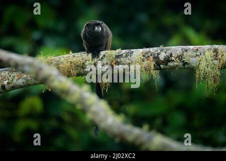 Tamarin-Affen aus dem Sumaco-Nationalpark in Ecuador. Wildlife-Szene aus der Natur. Tamarin sitzt auf dem Baumzweig im tropischen Dschungel f Stockfoto