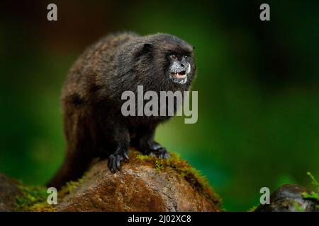 Tamarin-Affen aus dem Sumaco-Nationalpark in Ecuador. Wildlife-Szene aus der Natur. Tamarin sitzt auf dem Baumzweig im tropischen Dschungel f Stockfoto