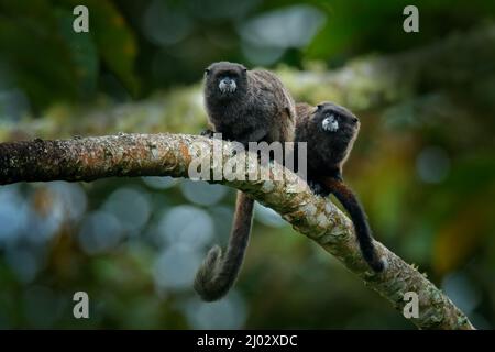 Tamarin-Affen aus dem Sumaco-Nationalpark in Ecuador. Wildlife-Szene aus der Natur. Tamarin sitzt auf dem Baumzweig im tropischen Dschungel f Stockfoto