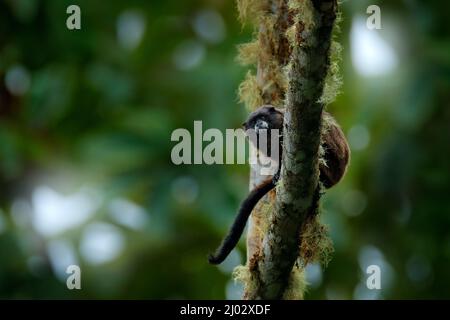 Tamarin-Affen aus dem Sumaco-Nationalpark in Ecuador. Wildlife-Szene aus der Natur. Tamarin sitzt auf dem Baumzweig im tropischen Dschungel f Stockfoto