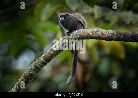 Schwarzer Mantelaffe Tamarin, Saguinus nigricollis graellsi, aus Kolumbien. Wildlife-Szene aus der Natur. Tamarin sitzt auf dem Ast im Tropen Stockfoto