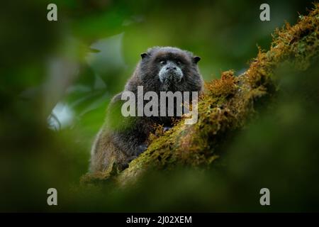 Detail des Schwarzmantelaffen Tamarin, Saguinus nigricollis graellsi, aus Peru. Wildlife-Szene aus der Natur. Tamarin sitzt auf dem Baumzweig in der Stockfoto