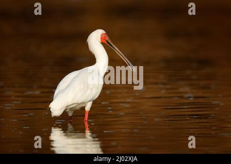 Afrikanischer Löffler, Platalea alba, Ibis aus dem Okavango-Delta, Moremi, Botswana in Afrika. Vögel suchen Nahrung im Flusswasser. Weißer Löffelschnabel mit R Stockfoto