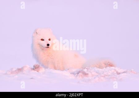 Polarfuchs mit Hirschkadaver in Schneelandschaft, Svalbard, Norwegen. Schönes weißes Tier im Schnee. Wildlife-Action-Szene aus der Natur Stockfoto