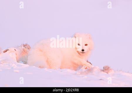 Polarfuchs mit Hirschkadaver in Schneelandschaft, Svalbard, Norwegen. Schönes weißes Tier im Schnee. Wildlife-Action-Szene aus der Natur Stockfoto