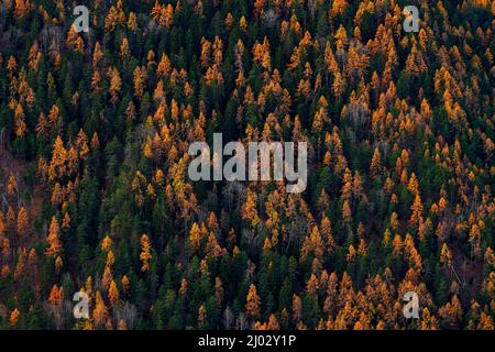 Mischwald in den Bergen, grün und orange. Schöner oranger und roter Herbstwald, viele Bäume auf den orangen Hügeln, Schweiz in den Alpen, Europa. Stockfoto