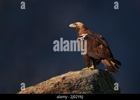 Iberischer Kaiseradler, Aquila adalberti, seltener Greifvogel auf dem Felsenhabitat, Sierra de Andújar, Andalusien, Spanien in Europa. Egle in der Natur sto Stockfoto