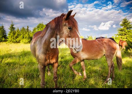 Schmutzige Pferde grasen auf der von der Sonne beleuchteten Weide. Malerische und wunderschöne Szene. Ort Ort Karpaten, Ukraine, Europa. Schönheit Stockfoto