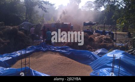 Bhadrak, Odisha, Indien, 07. Januar 2020 : Arbeiter füttern manuell geerntete Reisbuschels in eine Dreschmaschine mit Traktor, um Reis zu trennen. Stockfoto