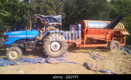 Bhadrak, Odisha, Indien, 07. Januar 2020 : Arbeiter füttern manuell geerntete Reisbuschels in eine Dreschmaschine mit Traktor, um Reis zu trennen. Stockfoto