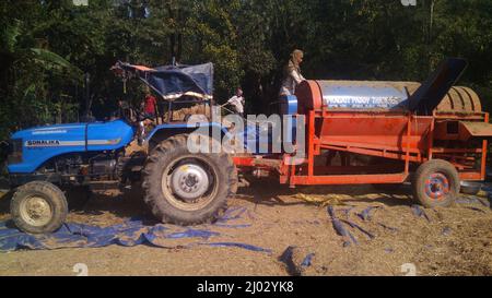 Bhadrak, Odisha, Indien, 07. Januar 2020 : Arbeiter füttern manuell geerntete Reisbuschels in eine Dreschmaschine mit Traktor, um Reis zu trennen. Stockfoto