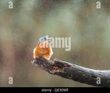 Eisvögel im Regen, Teifi Marshes, Cardigan, Wales Stockfoto