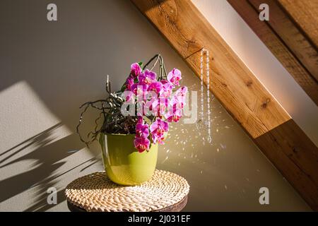 Schöne üppige rosa Blüte Topfblumen Orchideenblume in zu Hause mit runden sonnenfänger hängen und Gießen Lichteffekt und Regenbogen Reflexion auf sonnigen Frühling Stockfoto