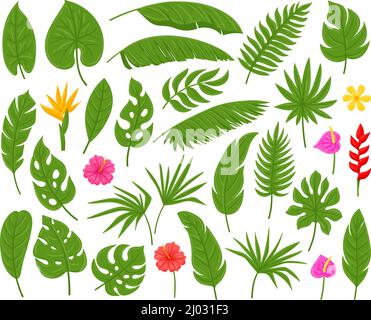 Cartoon tropische Palme, Monstera, Plumeria und Bananenblätter. Exotische Pflanzen Blätter Vektor Illustration Set. Hibiskus- und Palmenbelaub Stock Vektor