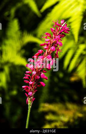 Nahaufnahme einer Persicaria amplexicaulis 'FiRetail', aufgenommen in einem Sommergarten in East Finchley, London, Großbritannien Stockfoto