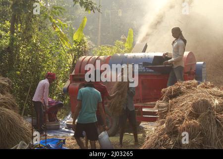 Bhadrak, Odisha, India, 07 January 2020 :Arbeiter füttern manuell geerntete Reisbuschels in eine Dreschmaschine mit Traktor, um Reis zu trennen. Stockfoto