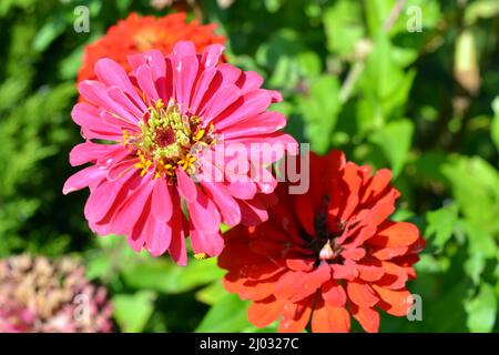 Landschaftsgestaltung, helle und festliche Blumen, die in der Sonne blühen und wachsen. Große rosa und rote Knospen von Zinnia, Unklarheiten wachsen auf dem Land. Stockfoto