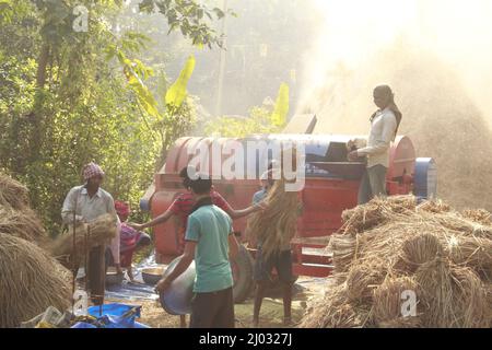 Bhadrak, Odisha, India, 07 January 2020 :Arbeiter füttern manuell geerntete Reisbuschels in eine Dreschmaschine mit Traktor, um Reis zu trennen. Stockfoto