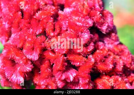 Landschaftsgestaltung, schöner Sträucher mit wunderschönen, dekorativen Blumen. Eine blühende Blume von Celosia argentea, gefiederte Hahnenwabe, silberner Hahnenkamm in Form Stockfoto