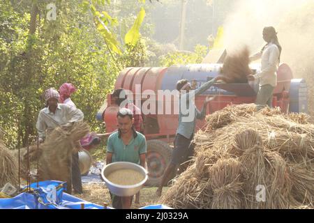 Bhadrak, Odisha, India, 07 January 2020 :Arbeiter füttern manuell geerntete Reisbuschels in eine Dreschmaschine mit Traktor, um Reis zu trennen. Stockfoto