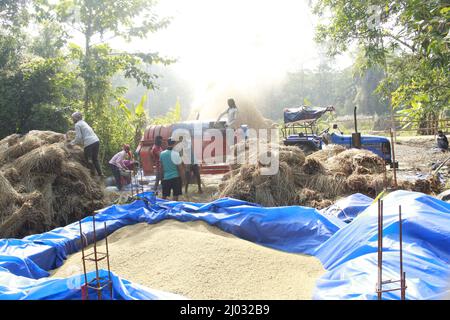 Bhadrak, Odisha, India, 07 January 2020 :Arbeiter füttern manuell geerntete Reisbuschels in eine Dreschmaschine mit Traktor, um Reis zu trennen. Stockfoto