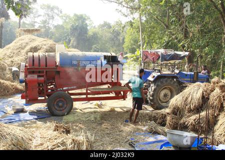 Bhadrak, Odisha, India, 07 January 2020 :Arbeiter füttern manuell geerntete Reisbuschels in eine Dreschmaschine mit Traktor, um Reis zu trennen. Stockfoto