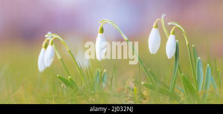 Erste Frühlingsblume - Schneetropfen, heller Hintergrund mit Blumen Stockfoto
