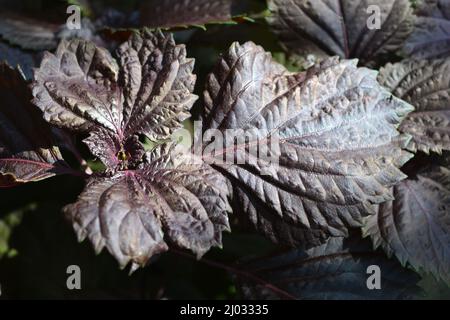 Wunderschöne, helle und einzigartige Natur. Große violette Blätter, Basilikumsträucher wachsen im Garten. Stockfoto