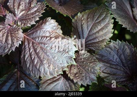 Wunderschöne, helle und einzigartige Natur. Große violette Blätter, Basilikumsträucher wachsen im Garten. Stockfoto
