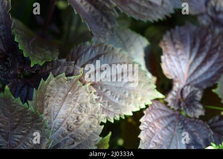 Wunderschöne, helle und einzigartige Natur. Große violette Blätter, Basilikumsträucher wachsen im Garten. Stockfoto