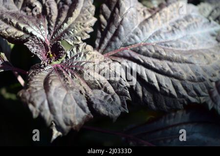Wunderschöne, helle und einzigartige Natur. Große violette Blätter, Basilikumsträucher wachsen im Garten. Stockfoto