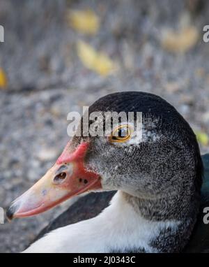 Auf dem Boden auf einem Bauernhof sitzende, rotgesichtige Moskauer Ente Stockfoto