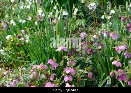 Gemischte Frühlingsblumen wachsen in einem Garten Hellebores und Luecojum aestivum Schneeflocke Blume Stockfoto